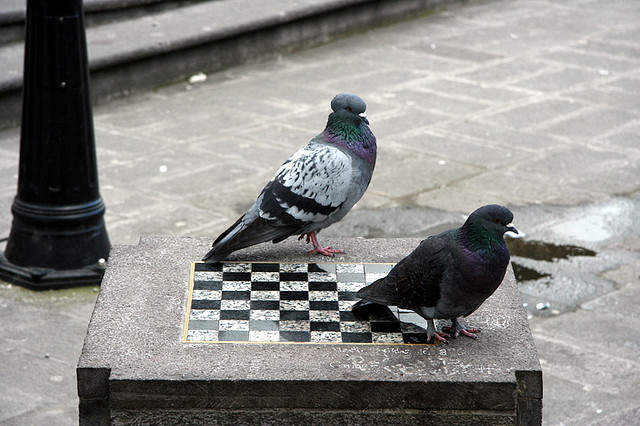 Play chess with a pigeon
